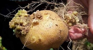 Tarım'dan patates hastalıklarına karşı yönetmelikler