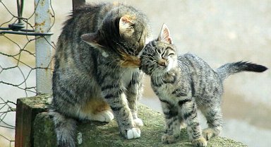 Yenişehir'de kedi ailesinin sabah bakımı