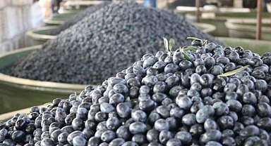 Zeytin üreticilerine 332 milyon TL ödeme 8 Aralık'ta hesaplarda