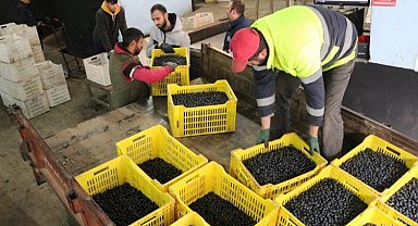 Zeytinciye 4. dilim ödemeler hesaplarda