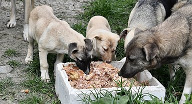 Beylikdüzü patili dostların yanında