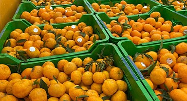 Bodrum Mandalini Zincir Marketlerde