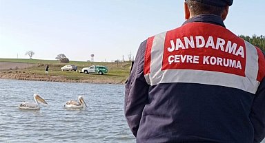 Edirne Jandarması, hasta ve yorgun pelikanları besledi