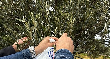 Muğla Milas'ta zeytine sahip çıkılıyor