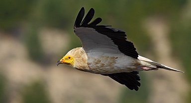 Vaillant Küçük Akbabaları Koruma Projesi'nde etki alanı genişliyor