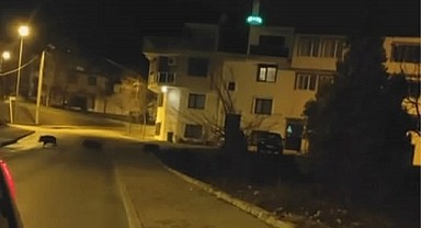 Bursa’da aç kalan domuzlar şehir merkezinde görüldü