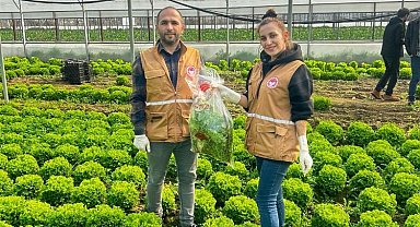 Bursa'da yaprağı yenen sebzelerde pestisit kontrolü