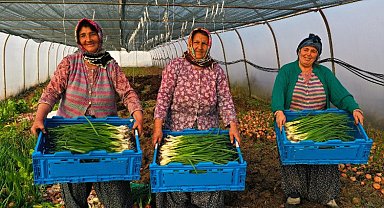 Kocaeli'de yüzde 50 hibeli modern sera desteği