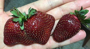 Pazardan alan vatandaş şaşırdı! Bu çilekler hormonlu mu?