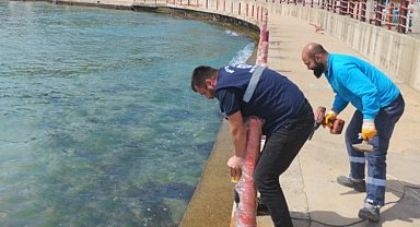 Kocaeli sahillerinde yaz hazırlığı başladı