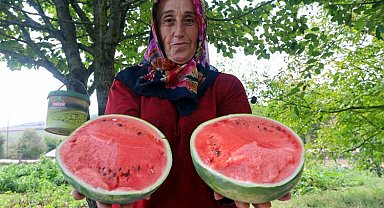 Kocaeli'nin karpuz tohumu üreticilere teslim ediliyor