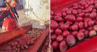 Niğde'de ilaçlanan patateslerin rengi merak konusu oldu