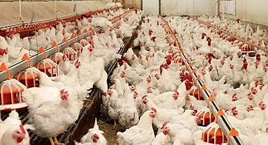 Ticaret Bakanlığından tavuğa ihracat yasağı!