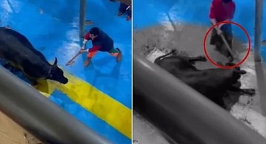 Amasya'da insanlık dışı görüntüler!