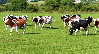 Bakanlıktan kurban sevki açıklaması