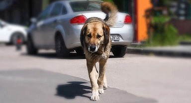 Başıboş köpeklerle ilgili taslak meclis 'te