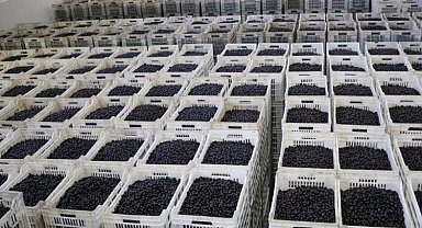 CHP'li vekil Bülbül, zeytin üreticilerinin sesi oldu