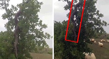 Dev Yılan Türkiye'de görüntülendi!