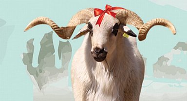 Gebze'de kurban satış alanı kayıtları başladı