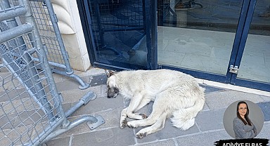 Halkın sokak hayvanları ile ilgili düşünceleri nedir?