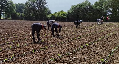 İzmit'in Tarımsal Üretim Bahçesi'nde yazlık üretim başladı