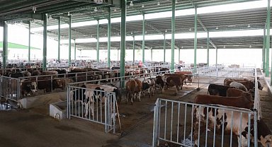 İzmit'te Modern Hayvan Pazarı'nda satışlar 27'sinde başlıyor