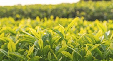 Yaş çay alım fiyatı belirlendi