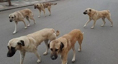 Zafer Partisi Bursa İl Başkanlığı'ndan AKP'nin Sokak Hayvanlarıyla İlgili Yasa Hazırlığına İtiraz