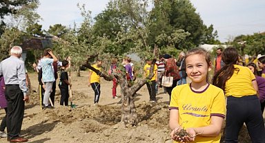 Zeytin ağaçları yeni yerine taşındı