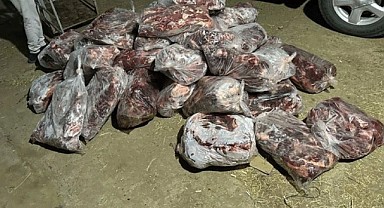 1 ton domuz eti ele geçirildi!