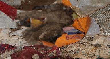 Adana'da kiracısından geriye kedi ölüleri kaldı
