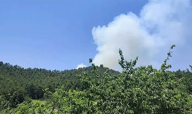 Bursa’da orman yangını!