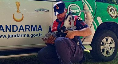 Edirne jandarma, yardıma muhtaç yavru kedileri besledi!
