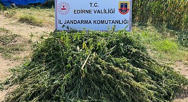 Edirne'de kaçak kenevir tarlası ele geçirildi