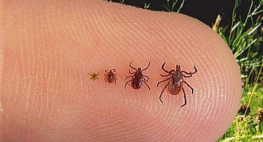 Havaların ısınmasıyla pikniklerde kene riskine dikkat!