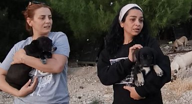 Hayvanseverler sokak hayvanları için harekete geçti
