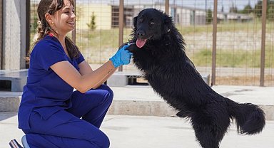 İzmir'deki barınaklardan 500 köpek sahiplendirildi