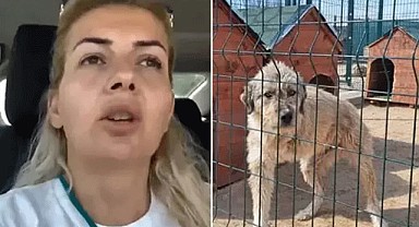 Kuduz köpekleri Ankara'ya taşıyan kadın emlak zengini çıktı