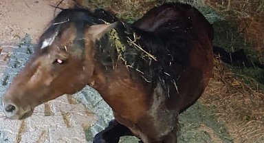 Manisa'da yılkı atı tedavi sonrası yeniden doğal yaşamda