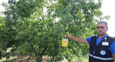 Narenciye ihracatına Muğla Büyükşehir desteği