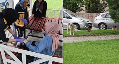 Parktan geçen kıza köpekler saldırdı