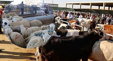 Satılamayan kurbanlıkları ESK alacak