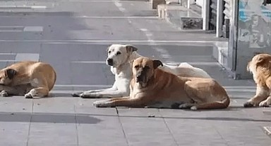 Başıboş sokak köpekleri düzenlemesi yasalaştı