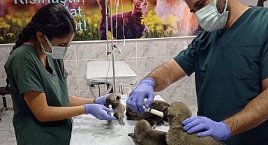 Belediyenin sağlık ekipleri yavru köpekleri sütle besledi