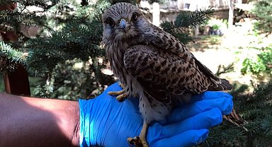 Bitkin halde bulunan atmaca yavrusu Bingöl'de tedavi altında