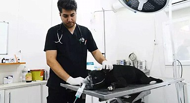 Bursa'da yangından kurtulan 'Tokyo' yaşam mücadelesi veriyot
