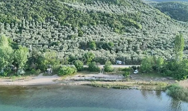 Bursa İznik'in zeytin tarlaları ilçeye renk katıyor