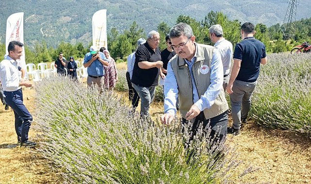 Bursa Orhaneli lavanta kokuyor