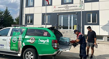 Edirne'de yaralı leylek hayat buldu