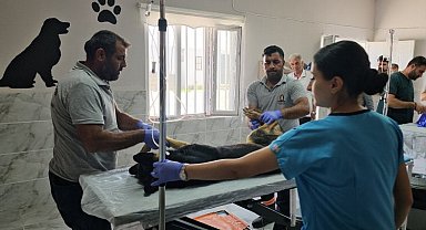Kızıltepe'de 3 ayda 251 sokak hayvanı tedavi edildi